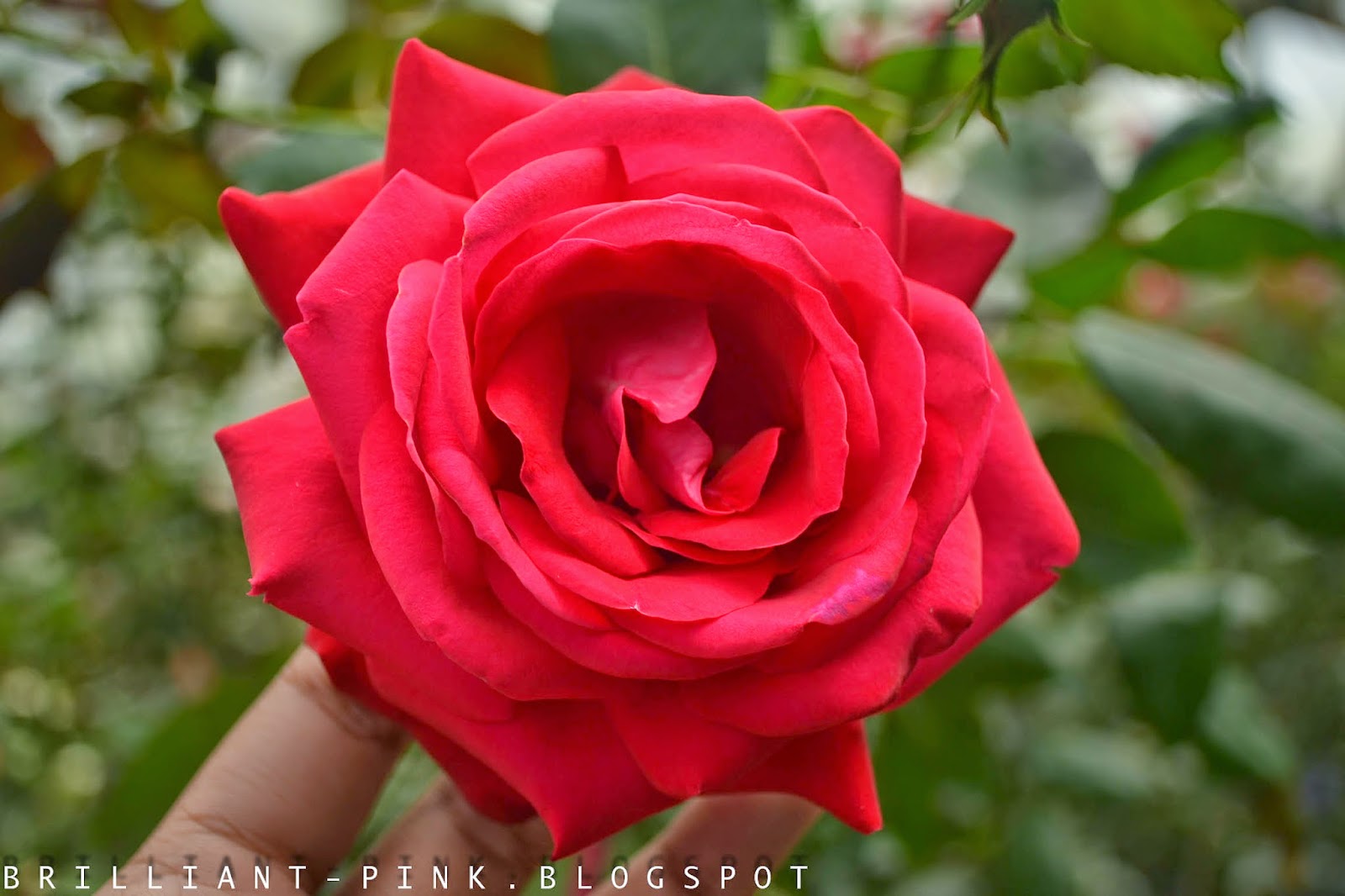 Merepek Makan Kerepek Koleksi Gambar Bunga Rose  Ros 