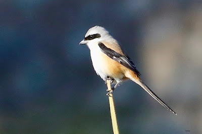 "A Long-tailed Shrike (Lanius schach) perched on a thin date palm shoot, its unique black mask and hooked bill standing out against the pale backdrop. The bird's long tail and erect stance are distinctive as it examines its surroundings."