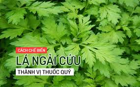 lá ngải cứu