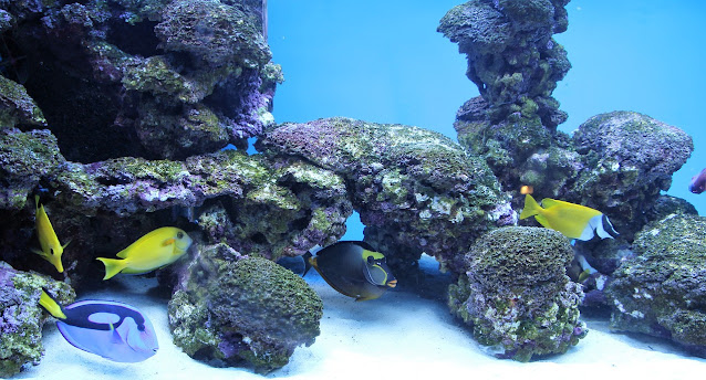 Aquarium HD Wallpaper Fish Photo Live
