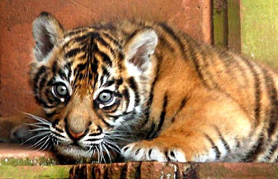 Tiger cub Photo