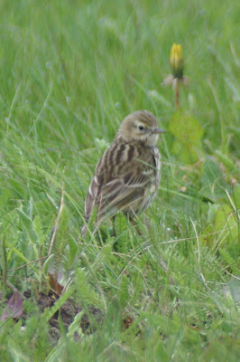 Heideljurk - Boomleeuwerik - Lullula arborea