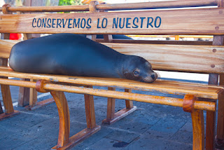Sea Lion Basking on a Bench in Puerto Baquerizo Moreno, San Cristobal, Galapagos Islands