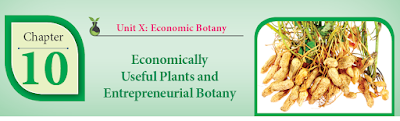 CLASS 12 BIOLOGY BOTANY - CHAPTER 10 ECONOMICALLY USEFUL PLANTS AND ENTREPRENEURIAL BOTANY - 1 MARK QUESTIONS - ONLINE TEST