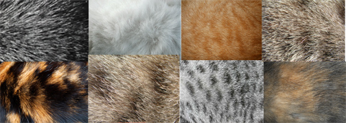 cats fur
