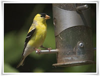 Goldfinch Animal Pictures