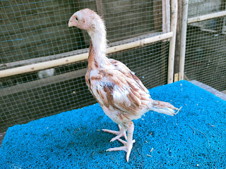 HARGA AYAM PLUCKER