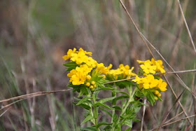 hoary puccoon in June