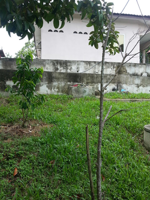 Warisan PESAGI: POKOK DURIAN BELANDA DI BELAKANG RUMAH