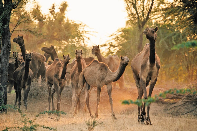 राजस्थान का राज्य पशु "ऊंट /चिंकारा" || State Animal of Rajasthan "Camel / Chinkara"