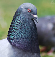 Paloma bravía (Columba livia)