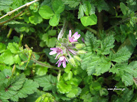 Erodium+cicutarium Flower Τα άγρια φαγώσιμα χόρτα της Ελλάδας!