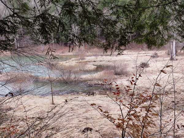 wet meadow in early spring