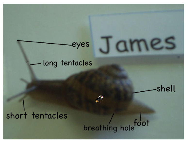 labelling body. James labelled some ody