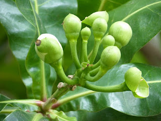 Bonnet de prêtre - Bonnet d'évèque - Badamier de l'Inde - Barringtonie d'Asie - Barringtonia asiatica 