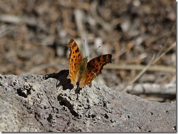 Polygonia satyrus neomarsyas - Satyr Anglewing