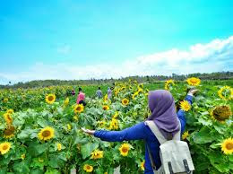 Lokasi Kebun Bunga Matahari Bantul Jogjakarta