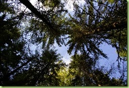 _IGP1208[6]