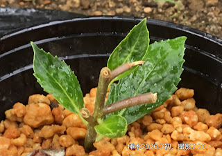 花後の天挿し、観察