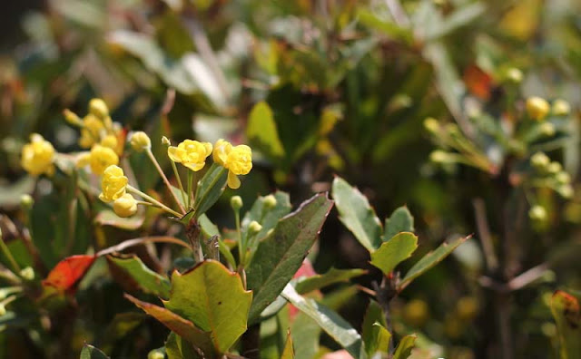 Berberis Pruinosa Flowers Pictures