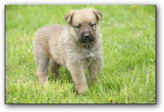 Cachorro de boyero de las Ardenas