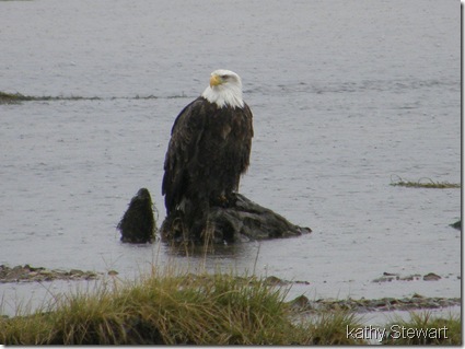 Wet eagle