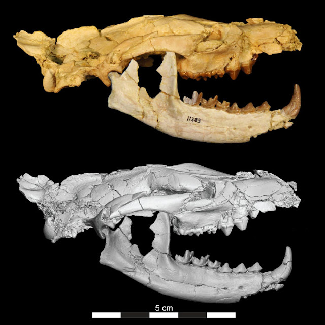 New species of hyaenodon found in Egypt