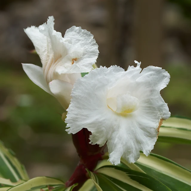 To borrow a medical term, I practice phototgraphy. The difference between myself and a doctor is that when I get it wrong no one dies. These two images of the same flower are very different with the new and improved version also being much simpler. You may or may not agree.