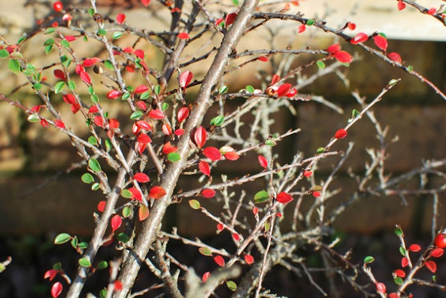 A-Cardiff-Garden-In-December-picture-of-Cotoneaster