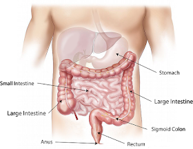 Constipation laxatif aliments remèdes naturels