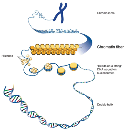 DNA condensation levels