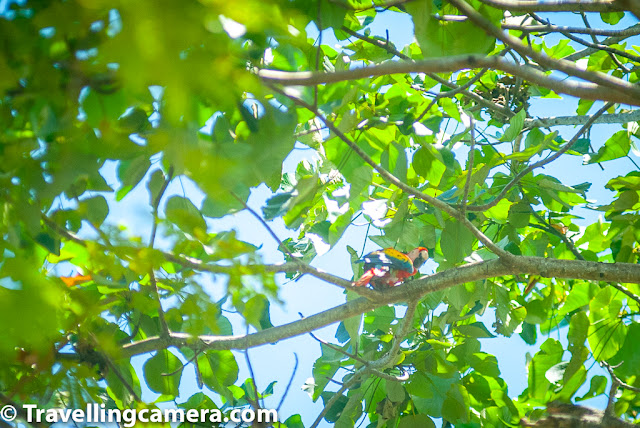 One of the reasons I was really excited about Costa Rica was its birds. From what I had read, I pictured a Utopian world where colorful birds would be flying over our heads, singing beautiful songs. My imagination had built all this up to the extent that I was afraid that I would be disappointed upon getting there. When we landed in San Jose, I was hoping to start seeing these exotic birds immediately. And we were in fact greeted by three different songs. It took us a few minutes to figure out the source of the songs. And one by one we managed to trace the songs to the singers. The trail, however, all led to one single source - the Great-Tailed Grackle, also known as the Zanate. This versatile bird is often considered a pest because of its loud vocalizations and craftiness. It feeds on grains and can damage agriculture. However, the San Jose city was musical because of the songs of this bird. While there were a few other birds too, the Grackle by far overshadowed them. It was when we went to the Irazu volcano, when we saw a variety of birds, including a bunch of hummingbirds. We have already talked about the hummingbirds at length in another post. Here we will talk about other birds. Let's start with the Motmots. These colorful birds belong to the same family of birds as the kingfishers, bee-eaters, and rollers. These birds are a common sight in Costa Rica and you will often find them sitting on the power lines along the roads. The birds nest on the ground and are seen as commonly in the cities as in the forests. And since these birds are not too timid, we managed to capture some good pictures. One particular motmot, in fact, came and sat very close to the trail we were following in Monteverde and struck some beautiful poses. In Costa Rica, we saw two types of Motmots in San Jose as well as in Monteverde - the turquoise-browed motmot and the blue-diademed motmot (also known as Lesson's Monteverde). Both these species have a racket tail, making them quite easy to identify even from a distance. The Turquoise-browed motmot has tail feathers that are bright blue and black in both female and male. In the male motmot, this tail is often the key to success in mating, whereas both male and female motmots also use a wag-display motion to warn of the presence of predators. The Turquoise-browed motmot's body is mostly green-blue with rufus back and belly. It has a turquoise blue patch on head and cheek. This is a medium-sized bird that feeds on insects and small reptiles. Poison-dart frogs also find themselves being ingested by these birds. The blue-diademed motmot has a blue-green body. It wears a black mask with bright-blue band around it. The blue-diademed motmot is a little harder to sight than the Turquoise-browed motmot because it likes to dwell in dense forests. The tail racquets too are smaller and less dramatic than those of the Turquoise-browed motmot. Next, let's talk about the toucans and toucanets. While we were only able to see one single toucan, that also from a distance, we were especially lucky when it comes to sighting toucanets. On our very first day in Monteverde, Toucanets made an appearance right outside our homestay. These turned out to be the blue-throated toucanets. The bill is large, though much smaller than that of a toucan. The upper mandible is part yellow. They have a blue patch around the base of the beak and the throat. The body is various shades of green. The vent and tips of the tail are rufus. We again came across toucans inside the Monteverde cloud forest. This time it was most probably the emerald toucanet, though we could not be sure because these were moving about very fast and were at a distance. Trogons were another species of birds that we came across in Costa Rica. We saw this bird in Monteverde as well as in Papagayo peninsula. The bird is large and has an orange belly. This was earlier categorized as a subspecies of the collared trogon, but is now considered a morph instead. The only characteristic that can be used to differentiate between the orange-bellied trogon and the collared trogon is the color of the belly. It is lighter in orange-bellied trogon and much brighter in collared. The neck and back of the orange-bellied trogon is blue-green. Another bird of the trogon family that we were fortunate enough to sight was the Resplendent Quetzal. This bird needs no introduction. This bird attracts myths and tourists alike. You may find this difficult to believe, but you only have to see this bird once to know what I mean. The bird's plumage is such that it seems to change colors in different lights. The male is so splendidly colored that it is difficult to believe that such a bird can exist. We were hoping that we would run into this bird in the cloud forest of Monteverde. Our time in the reserve was almost about to end and we were fast losing hope, when I decided to ask a random tourist whether they had had the opportunity to sight the Resplendent Quetzal. And that gentleman broke into a wide smile and shared a photograph that he had managed to click. The sighting had happened a at a short distance from where we were standing. He gave us detailed instructions about how to get there. We reached the spot and were able to see the nest. However, the Quetzals (male or female), were nowhere to be seen. We waited around the area for about 1.5 hours when we saw first the female and then the splendid male. Quetzals are attentive parents and do not leave their nests unattended for too long. We knew this and were confident that we would be able to see them. And thank God we were not disappointed. One of the main reasons to go to Monteverde was to see this bird. Our goal was reached. During our day excursion to the Jaco beach, we were fortunate enough to see the Scarlet Macaw. As is common, we heard the bird before we saw it. Its rude screech made us stop in our tracks and search the canopies overhead. Despite its bright red, blue, and yellow plumage, it wasn't easy to sight this bird. It was out their in plain sight and still managed to camouflage itself. But our patience was rewarded and we soon saw this big parrot looking down at us. Clicking a good photo was another challenge and our camera didn't help much. We did the best we could and moved on. In this part, we have mostly talked about the bigger birds so far, but Costa Rica is home to some really beautiful smaller birds. We will talk about those in the next post. In the meanwhile, we will look forward to your comments on this. And if we have made a mistake in identifying any birds, please do feel free to correct us.