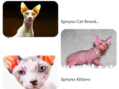 hairless tortoiseshell cats have white eyes female
