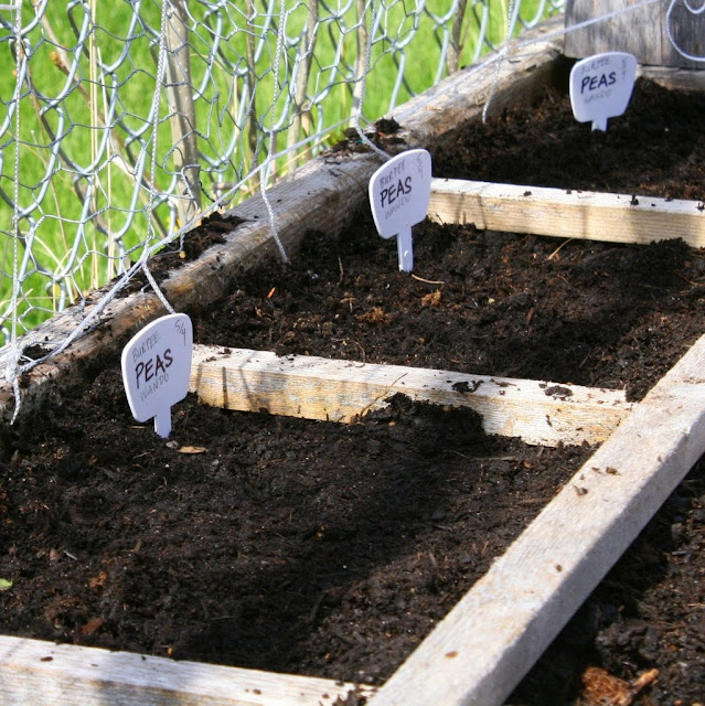 peas garden markers, square foot garden, raised garden bed, springtime in the garden, artist pause to plant the garden