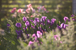 Kujutis