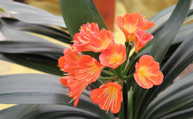 Bush Lily Flowers Pictures