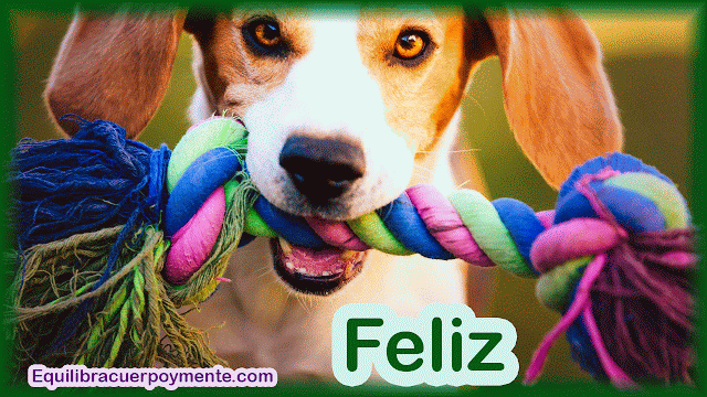 Cómo hacer más feliz a tu perro.