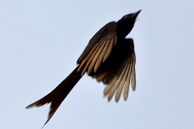 Ashy Drongo