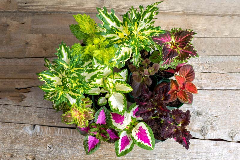 How To Grow and Care For Coleus