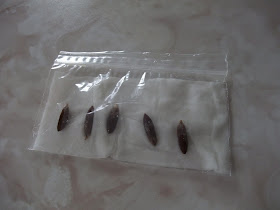 how to grow a date tree, from seed, soak seeds in wet paper towel