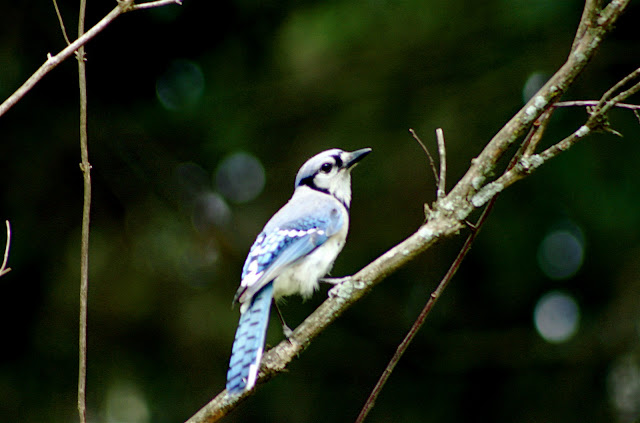 Bluey jay wallpaper,blue jay images,blue jay photo,blue jay images,beautiful blue jay,cute blue jay,the blue jays,blue jay birds,  the toronto blue jays,toronto blue jays,blue jays,blue jay bird,flying blue jay,