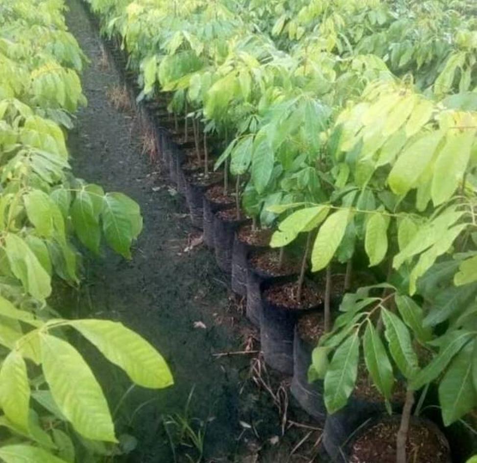 bibit lengkeng kristal kelengkeng unggulan jumbo super manis cepat berbuah cocok untuk produktif buah Sukadana