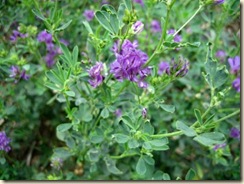 alfalfa