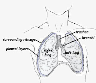 lung pain