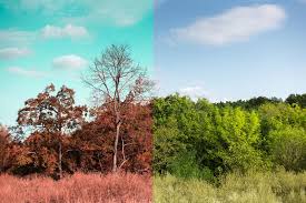 This image shows two views of the same forest at different times of the year. In the first image, the forest is green and lush, in the second - bare and brown. This sharp juxtaposition emphasizes the changeability of nature and the beauty of the changing seasons.