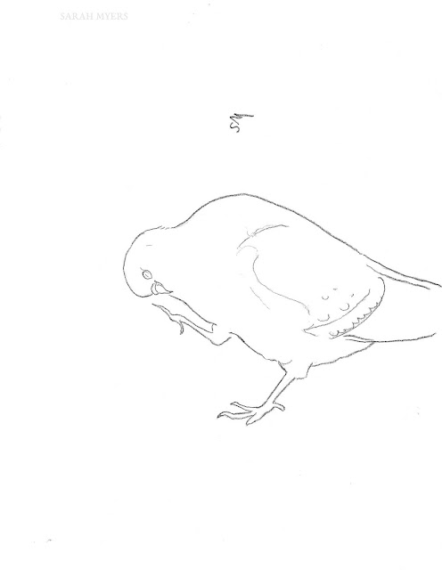 art, drawing, arte, pigeon, dove, sarah, myers, bird, sketch, minimal, line, contemporary, simple, modern, animal, charcoal, line-drawing, scratching, feet, typical