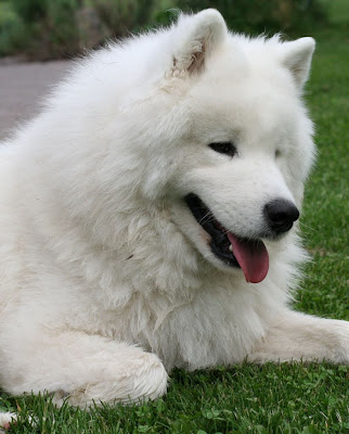 Samoyed Dog