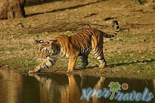 Tiger Tour India