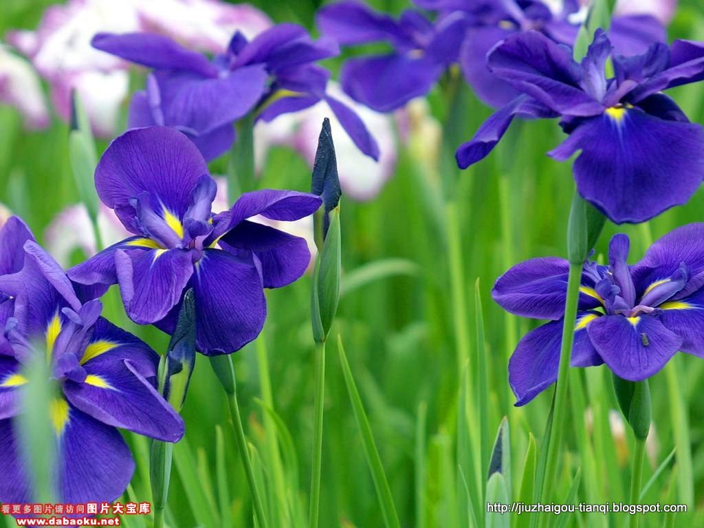 兰花-花:P545-09020112133808