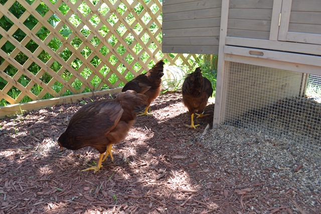 Chickens 13 Weeks 5